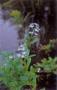 Tavi növények - Myosotis palustris  kék nefelejcs